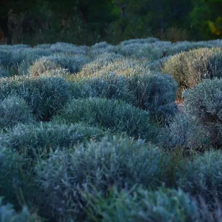 Lastin Dvor 게스트하우스 로고즈니차